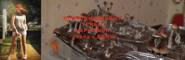 ПСИЛОЦИБИНОВЫЕ ГРИБЫ Вяземский